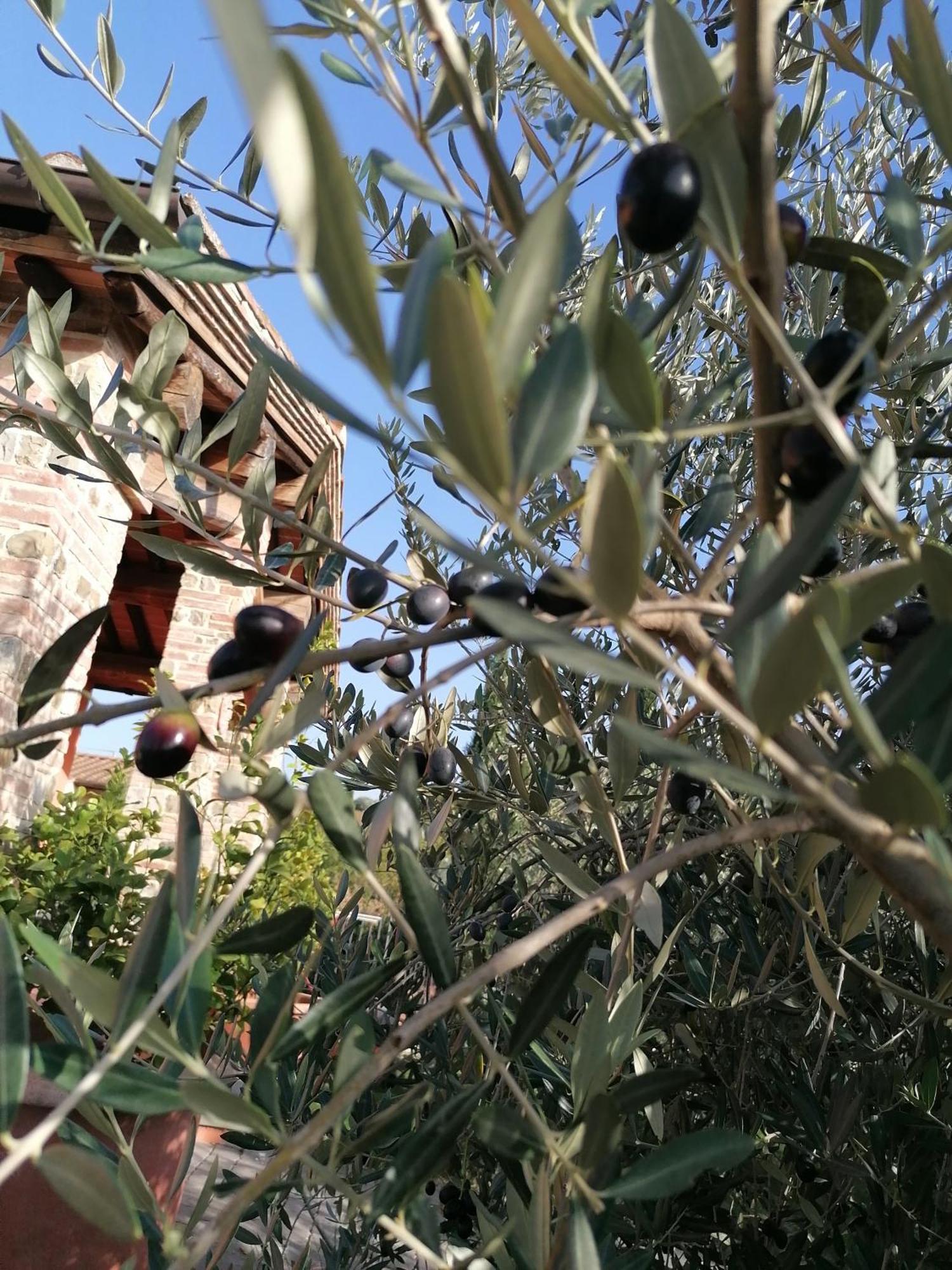 Agriturismo Borgo Stella Монтеспертоли Экстерьер фото